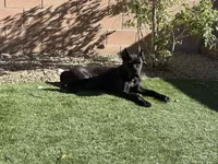 Panther, a male Cane Corso for sale in Las Vegas, NV – 5 of 7