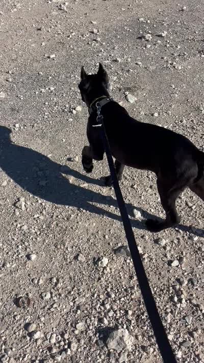 Panther, a male Cane Corso for sale in Las Vegas, NV – 7 of 7