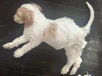 Moana, a female Weimaraner and Poodle - Standard  for sale in Columbus, OH – Photo 2 of 4