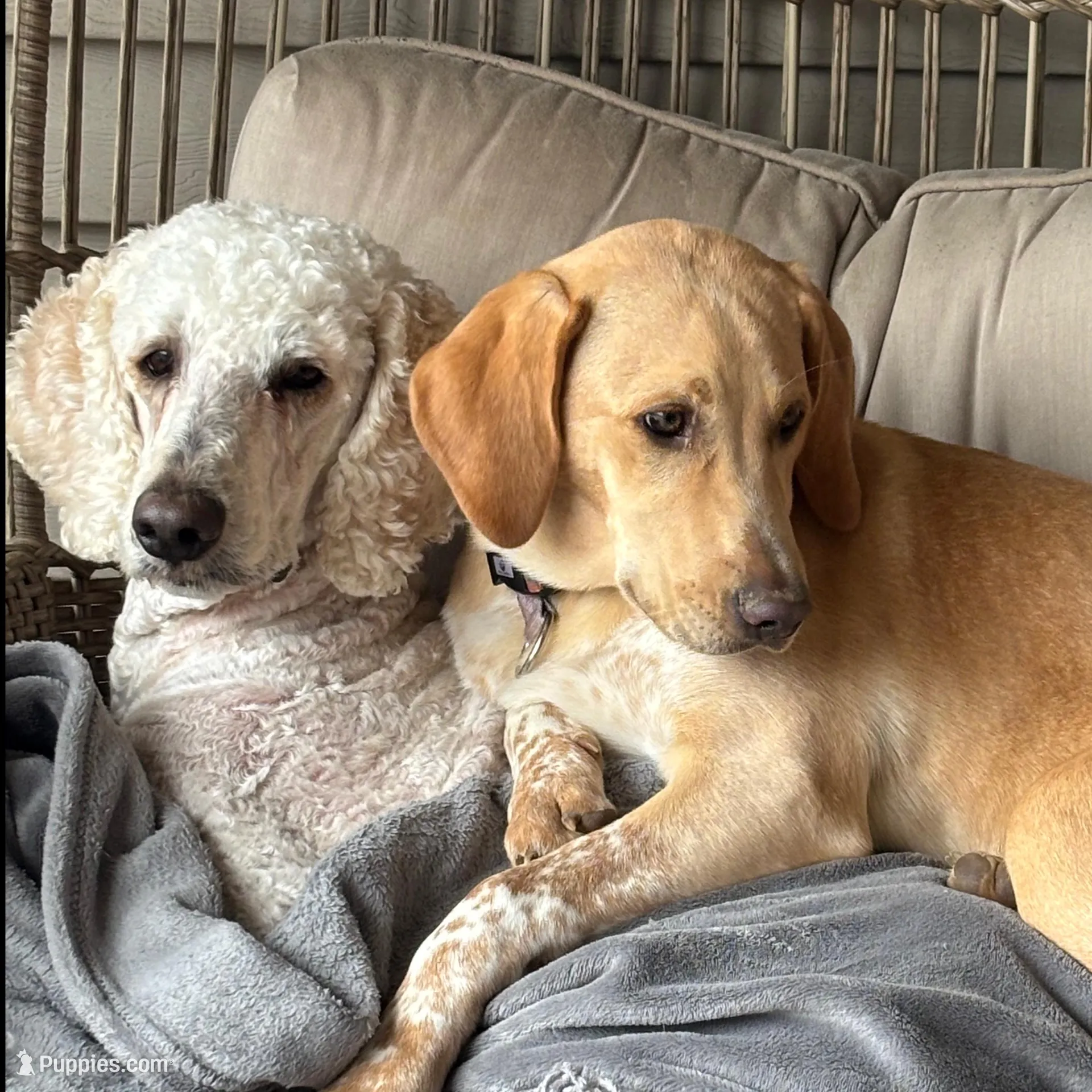 Moana, a female Weimaraner and Poodle - Standard  for sale in Columbus, OH – Photo 3 of 4
