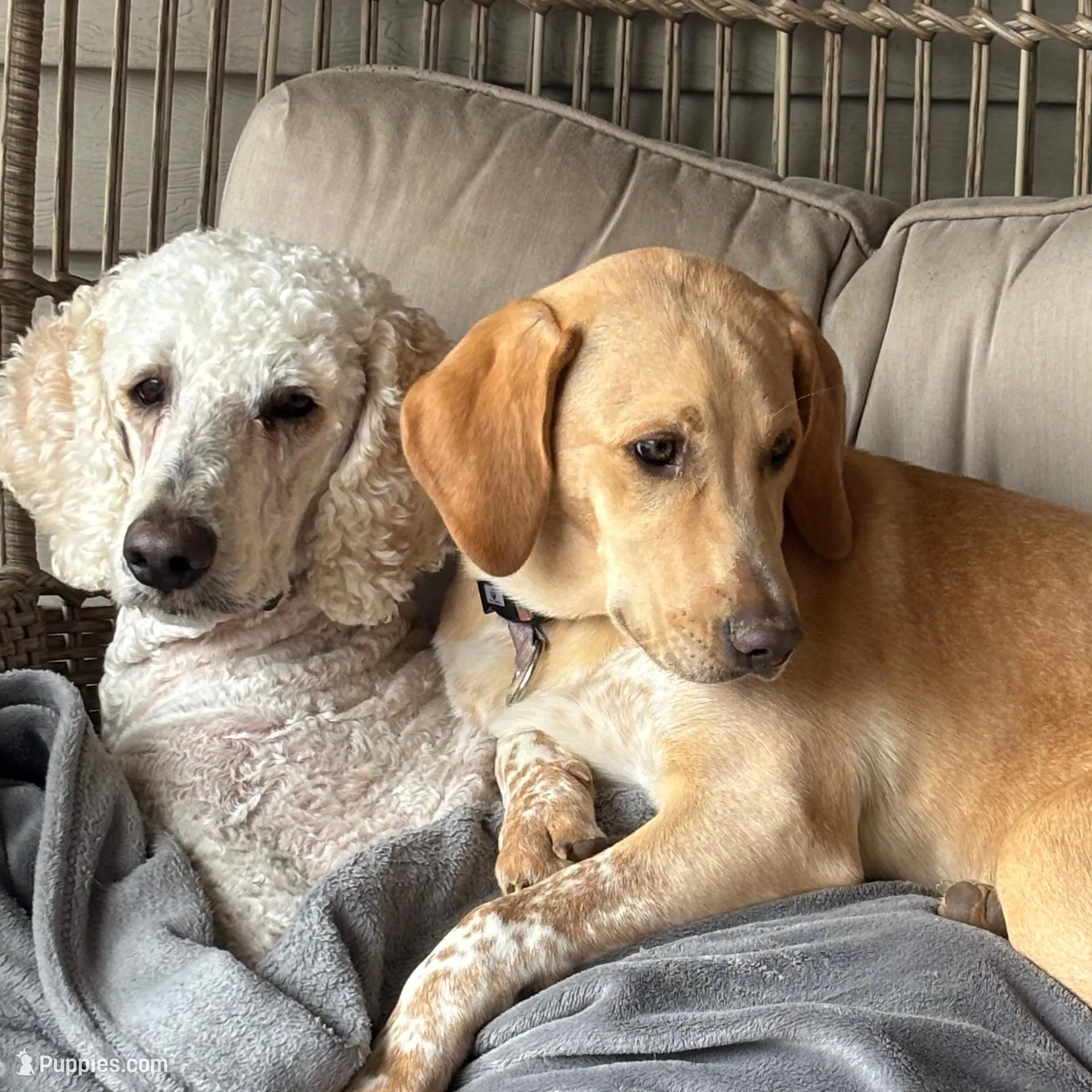 Jasmine, a female Weimaraner and Poodle - Standard  for sale in Columbus, OH – Photo 4 of 4