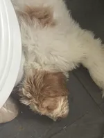 Jasmine, a female Weimaraner and Poodle - Standard  for sale in Columbus, OH – Photo 1 of 4