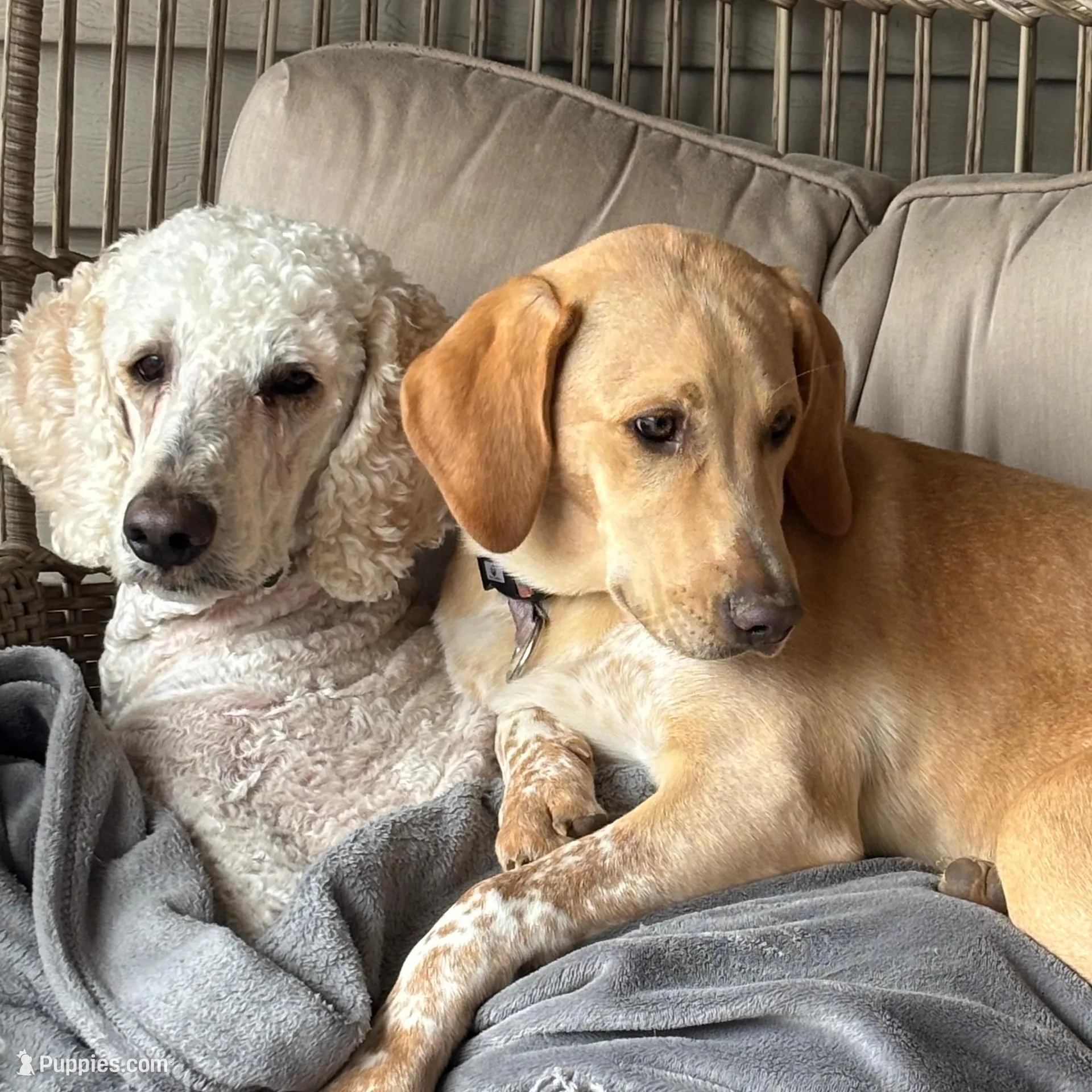 Raya, a female Weimaraner and Poodle - Standard  for sale in Columbus, OH – Photo 3 of 3