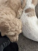 Princess, a female Weimaraner and Poodle - Standard  for sale in Columbus, OH – Photo 3 of 4