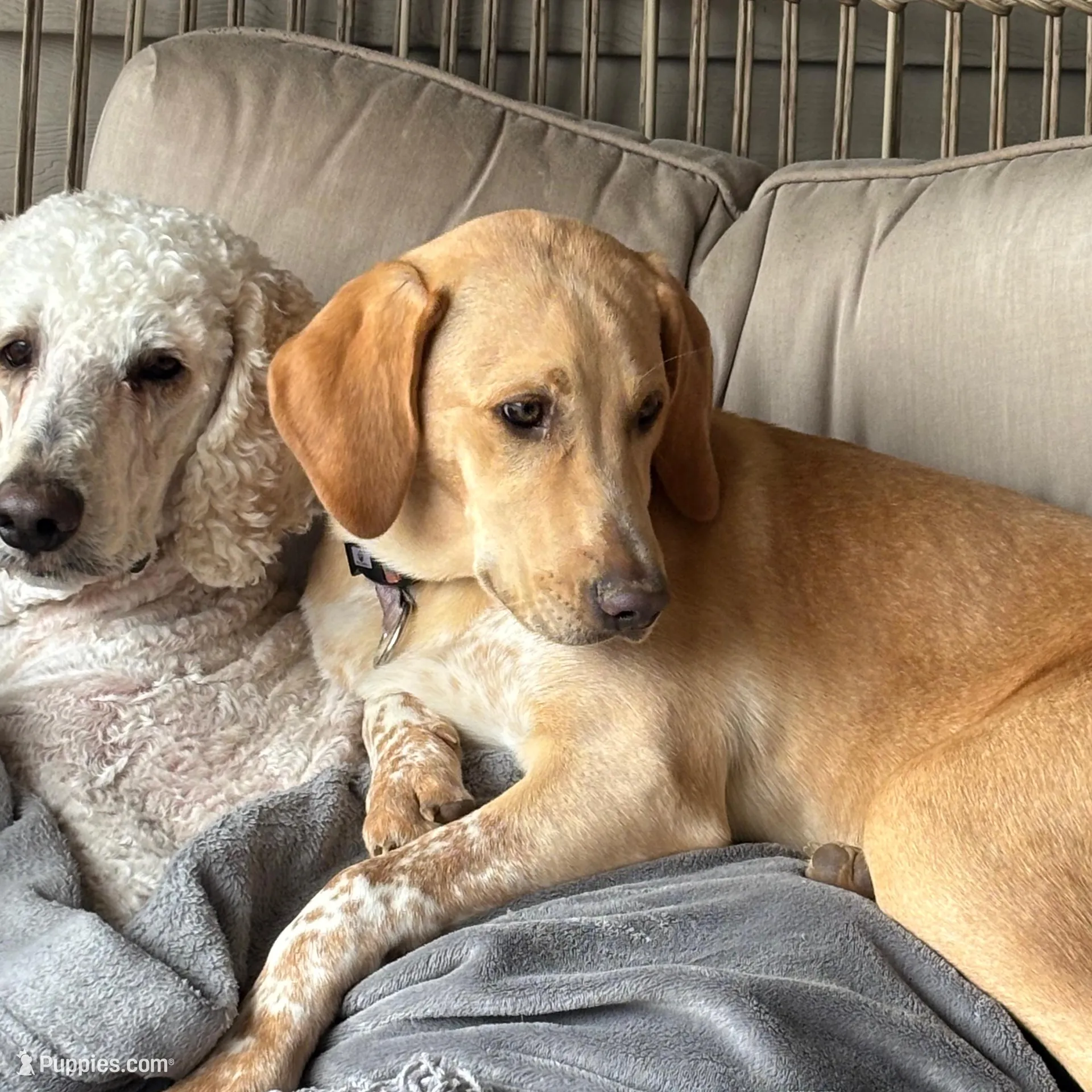 Princess, a female Weimaraner and Poodle - Standard  for sale in Columbus, OH – Photo 4 of 4