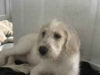 Angel, a female Weimaraner and Poodle - Standard  for sale in Columbus, OH – Photo 2 of 4