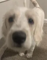 Angel, a female Weimaraner and Poodle - Standard  for sale in Columbus, OH – Photo 3 of 4