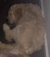 AJ, a male Weimaraner and Poodle - Standard  for sale in Columbus, OH – Photo 2 of 4