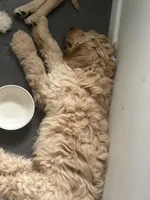 AJ, a male Weimaraner and Poodle - Standard  for sale in Columbus, OH – Photo 1 of 4