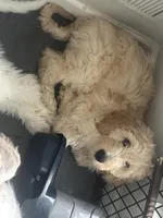 Tiana, a female Weimaraner and Poodle - Standard  for sale in Columbus, OH – Photo 2 of 3