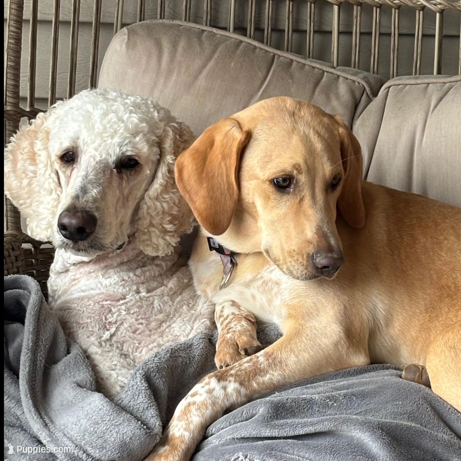 Tiana, a female Weimaraner and Poodle - Standard  for sale in Columbus, OH – Photo 3 of 3