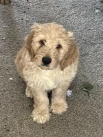 Tiana, a female Weimaraner and Poodle - Standard  for sale in Columbus, OH – Photo 1 of 3