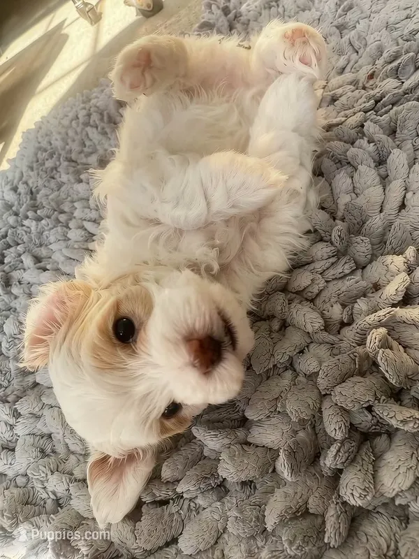 Rosita – Maltipoo puppy for sale in Burbank, CA