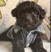 Kevin, a male Maltipoo for sale in Burbank, CA – 1 of 1