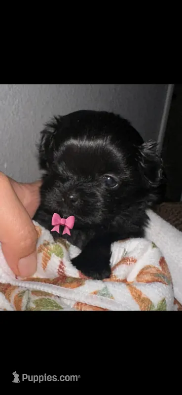 Orio, a female Maltipoo for sale in Long Beach, CA – 1 of 1
