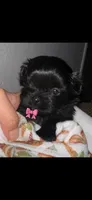 Orio, a female Maltipoo for sale in Long Beach, CA – 1 of 1