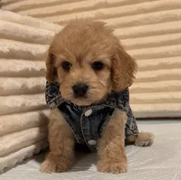 Guess , a male Maltipoo for sale in Burbank, CA – 1 of 1