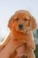 Purple, a female Golden Retriever for sale in Newbury Park, CA – 4 of 9