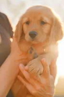 Purple, a female Golden Retriever for sale in Newbury Park, CA – 3 of 9