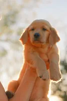Pink, a female Golden Retriever for sale in Newbury Park, CA – 10 of 10