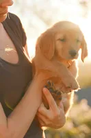 Purple, a female Golden Retriever for sale in Newbury Park, CA – 2 of 9