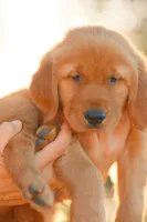 Bingo (Orange), a male Golden Retriever for sale in Newbury Park, CA – 3 of 9