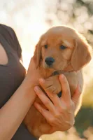 Purple, a female Golden Retriever for sale in Newbury Park, CA – 9 of 9