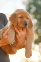 Bingo (Orange), a male Golden Retriever for sale in Newbury Park, CA – 8 of 9