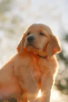 Red, a female Golden Retriever for sale in Newbury Park, CA – 6 of 10