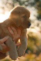 Bingo (Orange), a male Golden Retriever for sale in Newbury Park, CA – 7 of 9