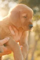 Bingo (Orange), a male Golden Retriever for sale in Newbury Park, CA – 4 of 9