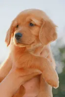 Purple, a female Golden Retriever for sale in Newbury Park, CA – 6 of 9