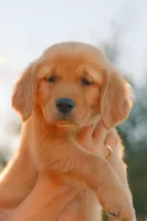 Pink, a female Golden Retriever for sale in Newbury Park, CA – 2 of 10