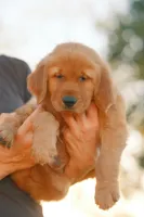 Bingo (Orange), a male Golden Retriever for sale in Newbury Park, CA – 9 of 9
