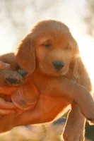 Bluey (Blue), a female Golden Retriever for sale in Newbury Park, CA – 6 of 6