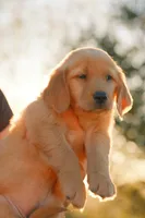 Pink, a female Golden Retriever for sale in Newbury Park, CA – 9 of 10
