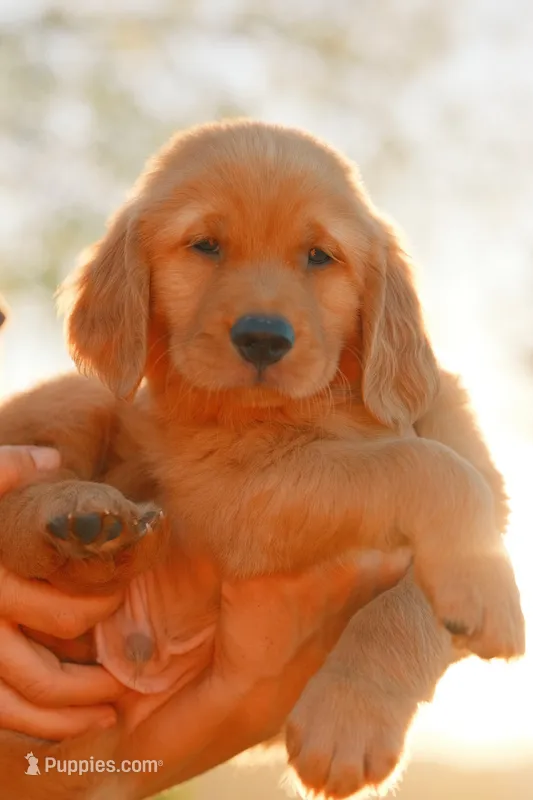Bluey (Blue) – Golden Retriever puppy for sale in Newbury Park, CA