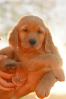 Bluey (Blue), a female Golden Retriever for sale in Newbury Park, CA – 1 of 6