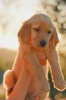 Pink, a female Golden Retriever for sale in Newbury Park, CA – 6 of 10