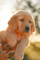 Red, a female Golden Retriever for sale in Newbury Park, CA – 3 of 10