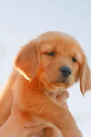 Purple, a female Golden Retriever for sale in Newbury Park, CA – 7 of 9