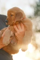 Bingo (Orange), a male Golden Retriever for sale in Newbury Park, CA – 5 of 9