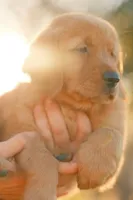 Bingo (Orange), a male Golden Retriever for sale in Newbury Park, CA – 2 of 9