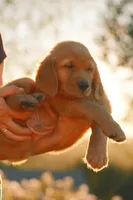 Bluey (Blue), a female Golden Retriever for sale in Newbury Park, CA – 3 of 6