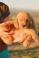 Bluey (Blue), a female Golden Retriever for sale in Newbury Park, CA – 2 of 6