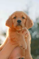 Purple, a female Golden Retriever for sale in Newbury Park, CA – 5 of 9
