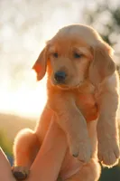 Pink, a female Golden Retriever for sale in Newbury Park, CA – 5 of 10