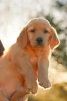 Pink, a female Golden Retriever for sale in Newbury Park, CA – 4 of 10