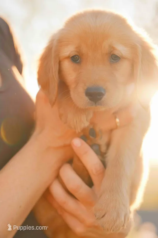 Purple – Golden Retriever puppy for sale in Newbury Park, CA