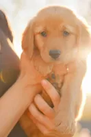 Purple, a female Golden Retriever for sale in Newbury Park, CA – 1 of 9